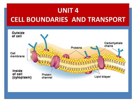 UNIT 4 CELL BOUNDARIES AND TRANSPORT. CELL BOUNDARIES Cell Wall Outermost boundary of some cells – In plants composed of cellulose – In fungi composed.