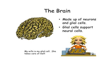 Limbic System EMOTIONAL CONTROL CENTER of the brain. Made up of Hypothalamus, Amygdala and Hippocampus.