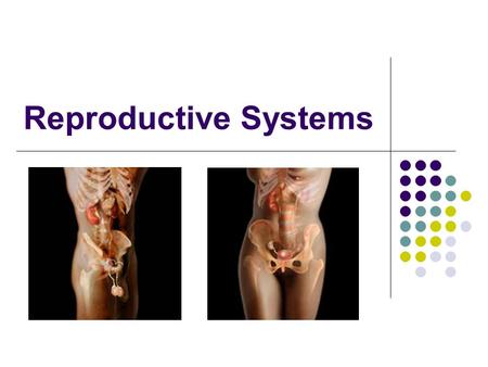 Reproductive Systems. Function To ensure survival of the species To produce egg and sperm cells To transport and sustain these cells To nurture the developing.