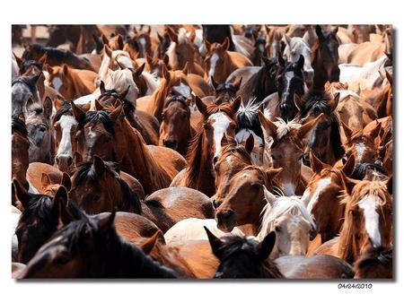 The Language of Horses… Sid Gustafson DVM Veterinary Behaviorist Equine Behavior EquineGuelph Practicing Veterinarian …is the Language of Horsemanship.