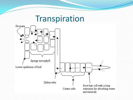 Transpiration. Water Movement Mass flow of water in xylem vessels – pressure lowered as water leaves vessels. Water moves up from the roots where the.