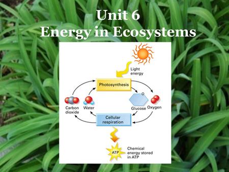 Unit 6 Energy in Ecosystems. Photosynthesis “making from light” Photosynthesis Cellular Respiration.