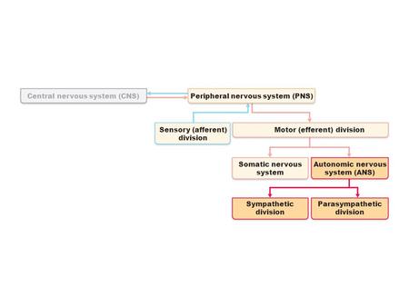 Central nervous system (CNS)Peripheral nervous system (PNS) Motor (efferent) divisionSensory (afferent) division Somatic nervous system Autonomic nervous.