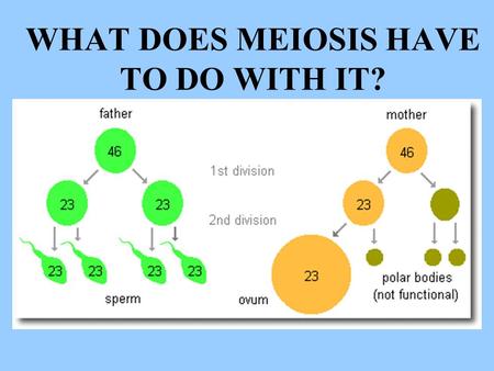 WHAT DOES MEIOSIS HAVE TO DO WITH IT?. REMEMBER _____________ chromosomes ________________ during ANAPHASE I = _________________ SEGREGATION Image modified.