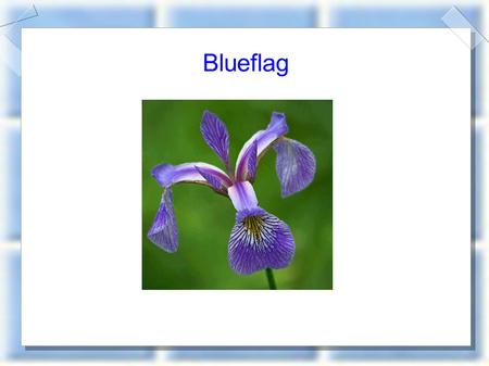 Blueflag.