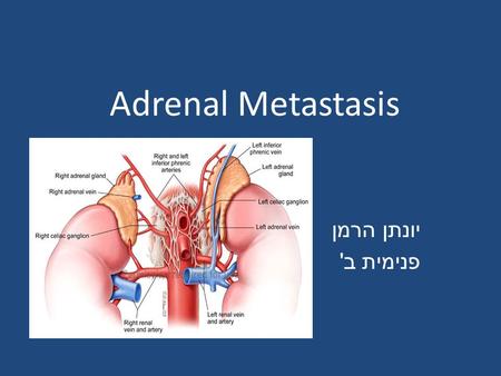 Adrenal Metastasis יונתן הרמן פנימית ב '. The adrenal gland is a common site of metastatic disease. fourth most common site of metastasis, after the lung,