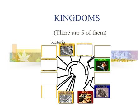 KINGDOMS (There are 5 of them) bacteria. Monerans also known as bacteria Single celled Microscopic Have cell wall Can & can’t make their own food No Nucleus.