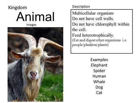 Animal Kingdom Images Description Multicellular organism Do not have cell walls. Do not have chlorophyll within the cell. Feed heterotrophically. (Eat.