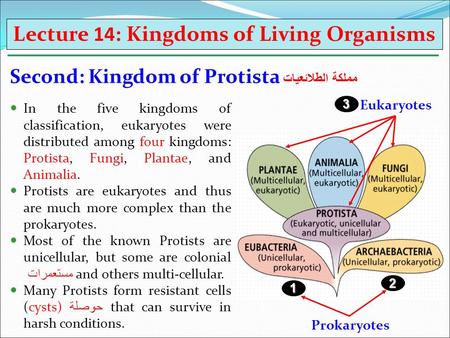 Eukaryotes1 2 3 Prokaryotes In the five kingdoms of classification, eukaryotes were distributed among four kingdoms: Protista, Fungi, Plantae, and Animalia.