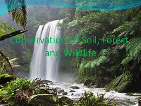 Conservation Of Soil, Forest, and Wildlife. I. Objectives At the end of the period, students are expected to: Discuss specific activities to conserve/protect.