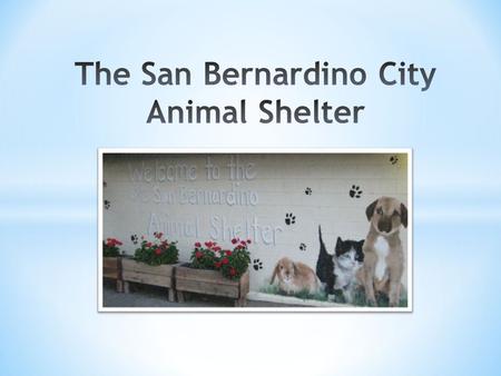 * The San Bernardino City Animal Shelter is currently staffed with 23 full-time positions, 2 part-time, and about 10 volunteers. The Shelter is open to.