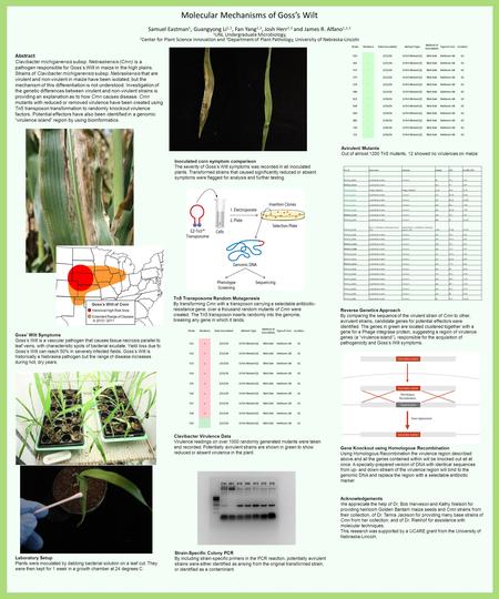 Molecular Mechanisms of Goss’s Wilt Samuel Eastman 1, Guangyong Li 2,3, Fan Yang 2,3, Josh Herr 2,3 and James R. Alfano 1,2,3 1 UNL Undergraduate Microbiology,