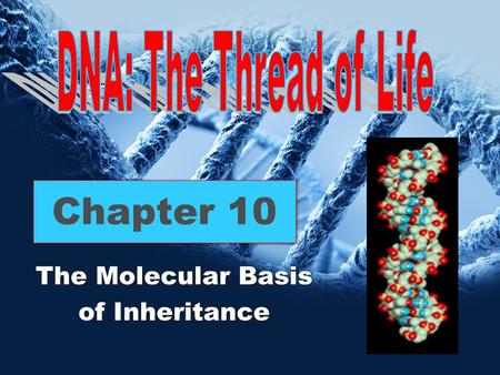 Chapter 10 The Molecular Basis of Inheritance The Molecular Basis of Inheritance.