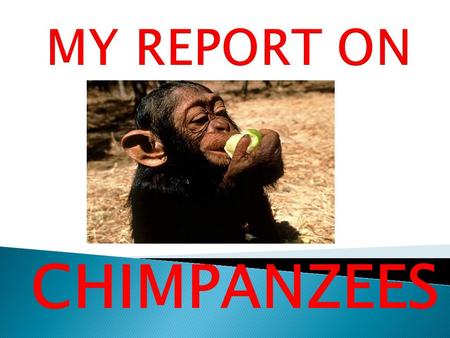 CHIMPANZEES.  They live in tropical Africa  They all live in different groups in different rainforests  They live in the canopy of the rainforest 