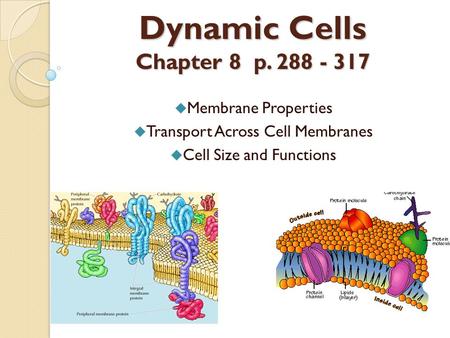 Dynamic Cells Chapter 8 p. 288 - 317  Membrane Properties  Transport Across Cell Membranes  Cell Size and Functions.