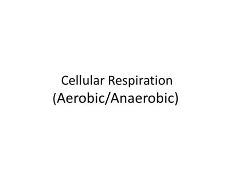 Cellular Respiration ( Aerobic/Anaerobic). Background So far we have seen that energy enters a food chain through producers – Photosynthesis At the end.