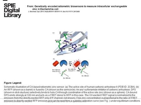 Date of download: 9/19/2016 Copyright © 2016 SPIE. All rights reserved. Schematic illustration of CA-based ratiometric zinc sensor. (a) The active site.