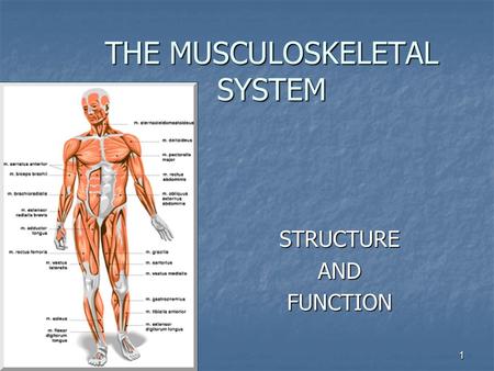 1 THE MUSCULOSKELETAL SYSTEM STRUCTUREANDFUNCTION.