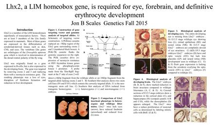 Lhx2, a LIM homeobox gene, is required for eye, forebrain, and definitive erythrocyte development Introduction Lhx2 is a member of the LIM homeodomain.