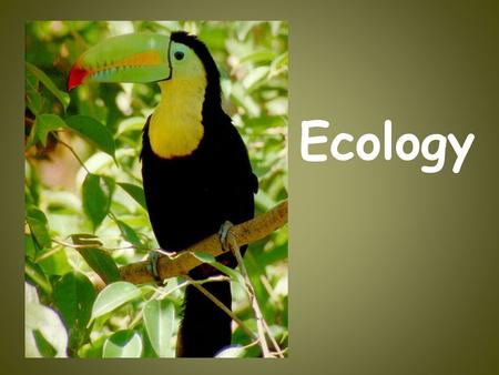 Ecology. WHAT IS ECOLOGY? Ecology- the scientific study of interactions between organisms and their environments, focusing on energy transfer Ecology.