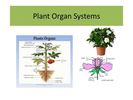 Plant Organ Systems. Agenda Take up homework Mitosis match Check seeds and record observations Lesson 2.2 Plant Organ Systems Vocabulary Workbook page.