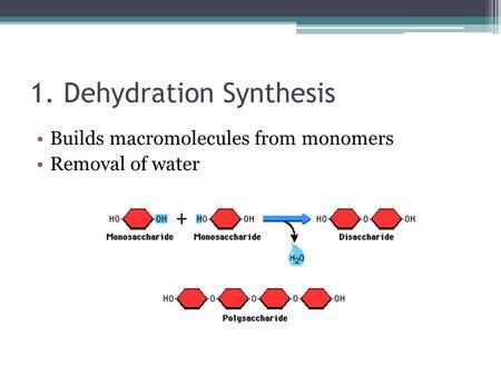 1. Dehydration Synthesis Builds macromolecules from monomers Removal of water.