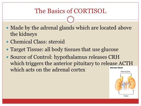 The Basics of CORTISOL Made by the adrenal glands which are located above the kidneys Chemical Class: steroid Target Tissue: all body tissues that use.