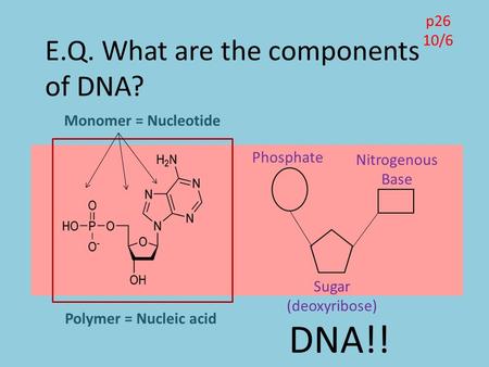 E.Q. What are the components of DNA? p26 10/6 Monomer = Nucleotide Polymer = Nucleic acid Phosphate Sugar (deoxyribose) Nitrogenous Base DNA!!