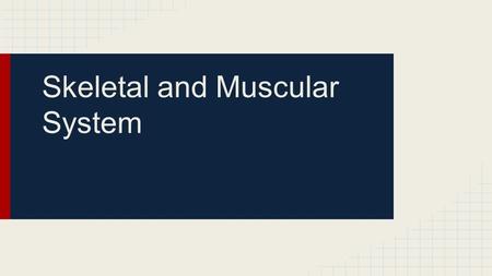 Skeletal and Muscular System. Skeletal System Body system that consists of bone, cartilage, ligaments, and tendons. Humans have about 206 bones. 4 Functions.