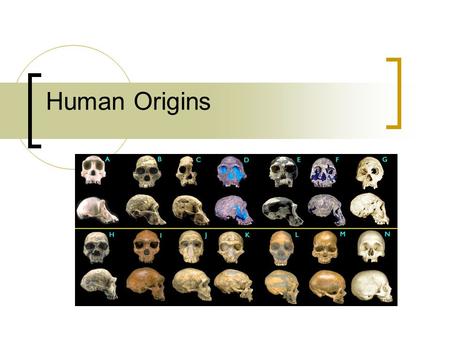 Human Origins. What defines a human? Important Dates Earth formed  4.6 billion years ago First single celled life appears  3.5 billion years ago First.