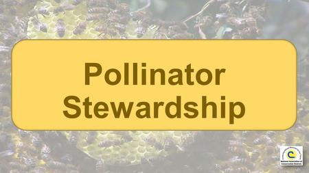 Pollinator Stewardship. Leader: How many are your works, O L ORD ! In wisdom you made them all; the earth is full of your creatures. Congregation: May.