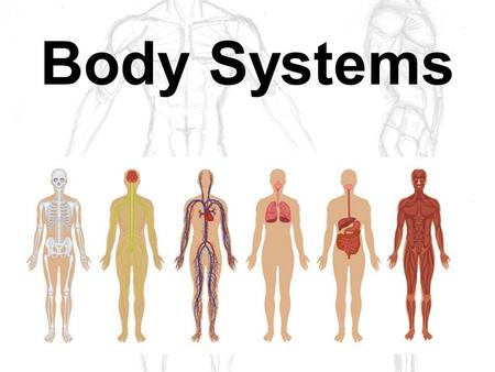 Body Systems. Nervous System Organs Brain Interprets and translates information from nerve impulses Three Parts of the Brain: 1.Cerebrum – main part of.