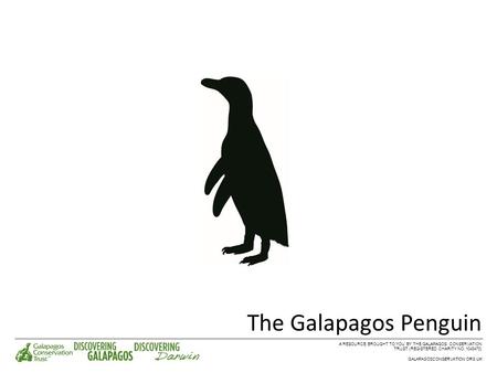 The Galapagos Penguin A RESOURCE BROUGHT TO YOU BY THE GALAPAGOS CONSERVATION TRUST (REGISTERED CHARITY NO. 1043470) GALAPAGOSCONSERVATION.ORG.UK.