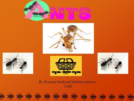 By Romina Jurdi and Sabrina caljouw 5/6H. An ants body has three parts, the head, the thorax and the abdomen. On an ants head there is two antennas. An.