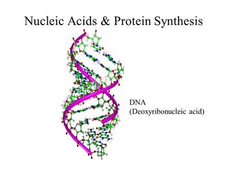 Nucleic Acids & Protein Synthesis DNA (Deoxyribonucleic acid)