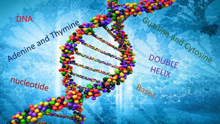 DNA Adenine and Thymine Guanine and Cytosine nucleotide Bases DOUBLE HELIX.