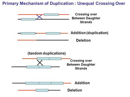 Primary Mechanism of Duplication : Unequal Crossing Over Crossing over Between Daughter Strands Addition (duplication) Deletion (tandom duplications)