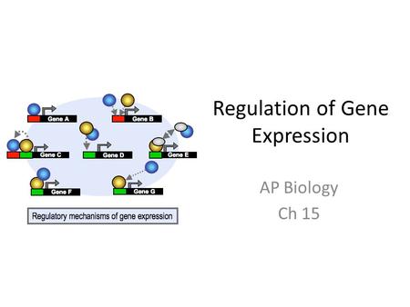 Regulation of Gene Expression AP Biology Ch 15. Gene  Protein Control Feedback inhibition – enough product is made the system shuts down – More product.