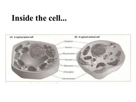 Inside the cell.... Organelles formed of many different molecules vary enormously in size, shape and function interact to transport materials, extract.