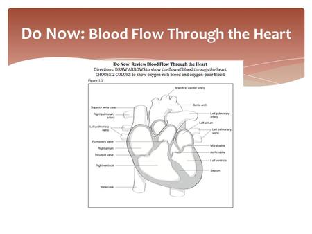 Do Now: Blood Flow Through the Heart. Activity: Heart Rate Investigation Video: Lance ArmstrongLance Armstrong.