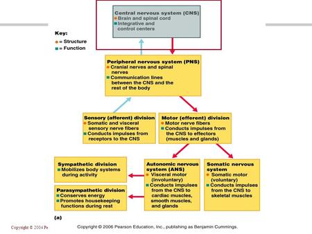 Copyright © 2004 Pearson Education, Inc., publishing as Benjamin Cummings.