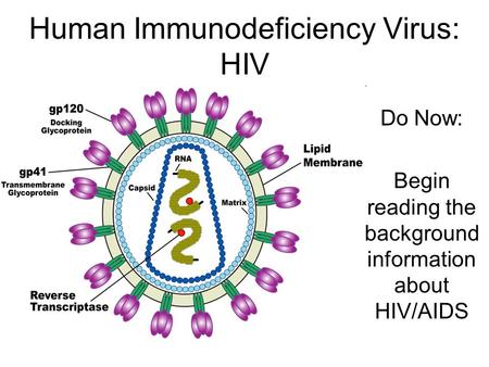 Human Immunodeficiency Virus: HIV Do Now: Begin reading the background information about HIV/AIDS.