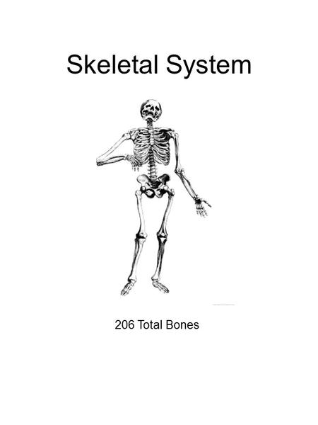 Skeletal System 206 Total Bones. Types Of Joints Pivot Hinge Ball & SocketGliding Top of the neck Shoulder/Hip Elbow/Knee Intercarpal joints.