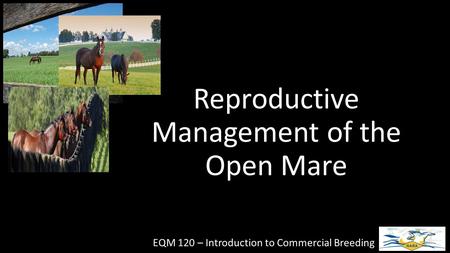 Reproductive Management of the Open Mare EQM 120 – Introduction to Commercial Breeding.