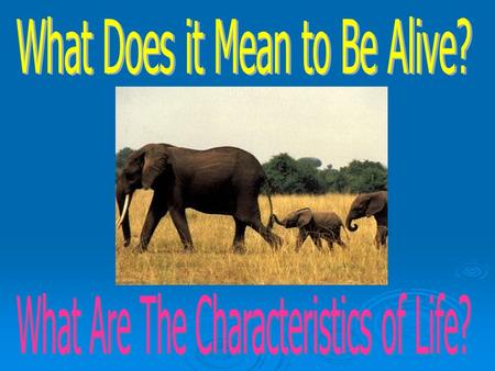 Is Fire Alive? 3 What is Biology?  Biology is the study of all living things  Living things are called organisms  Organisms include bacteria, protists,