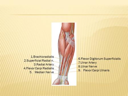 6.Flexor Digitorum Superficialis 7.Ulnar Artery 8.Ulnar Nerve 9. Flexor Carpi Ulnaris 1.Brachioradialis 2.Superficial Radial n. 3.Radial Artery 4.Flexor.