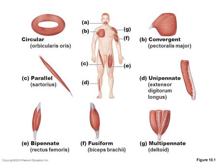 Copyright © 2010 Pearson Education, Inc. Figure 10.1 (a) (b) (e) (d) (g) (f) (c) Circular (orbicularis oris) (b) Convergent (pectoralis major) (c) Parallel.