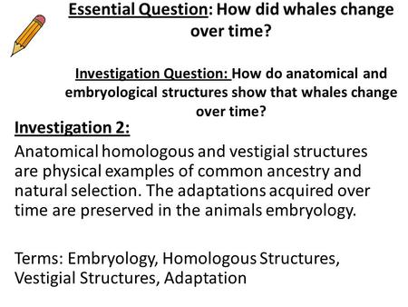 Essential Question: How did whales change over time? Investigation Question: How do anatomical and embryological structures show that whales change over.