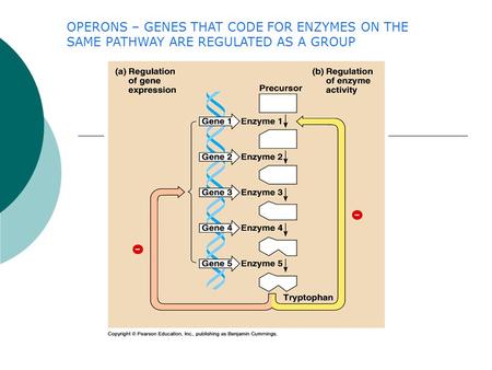 OPERONS – GENES THAT CODE FOR ENZYMES ON THE SAME PATHWAY ARE REGULATED AS A GROUP.