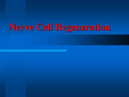 Nerve Cell Regeneration. NERVE CELL: The function of a neuron is to communicate information. Nerve cells control sensations in the body and other functions.